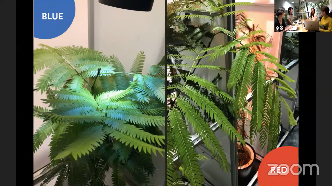 植物を育む光 画像