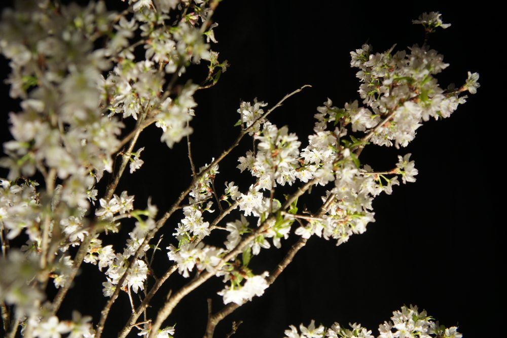 5,000Kの光で照らした桜