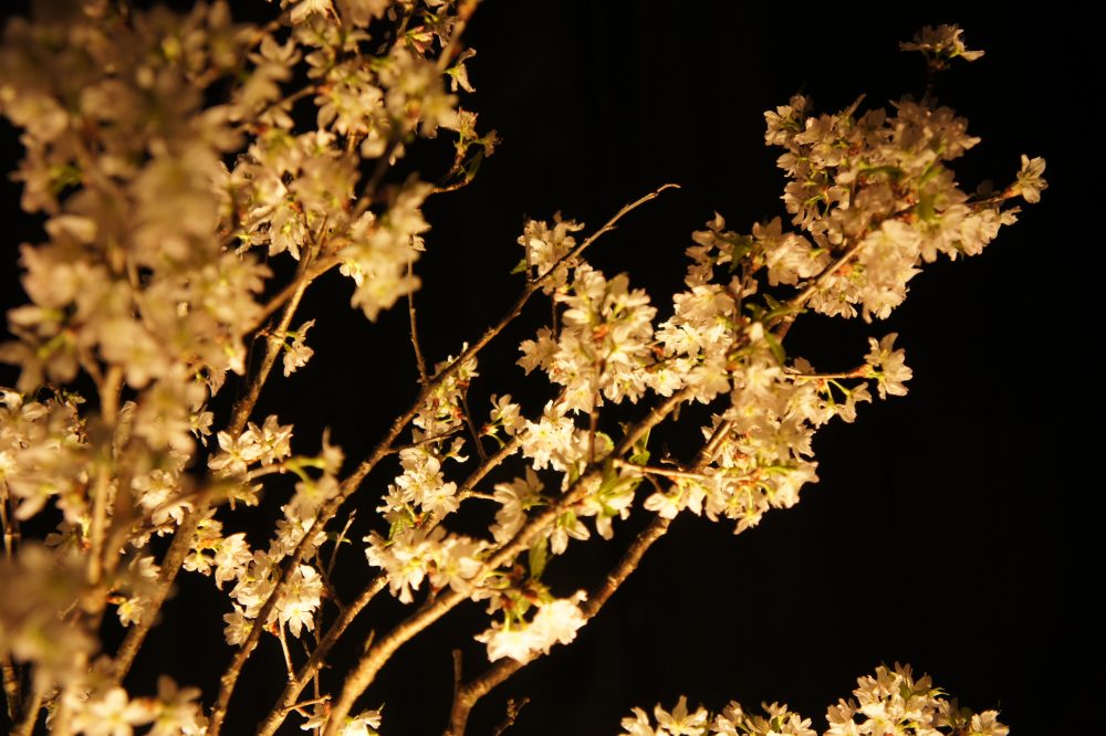 3,000Kの光で照らした桜