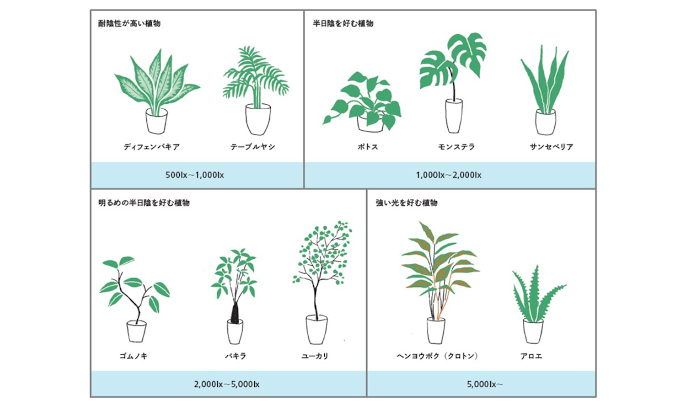 観葉植物に必要な明るさ