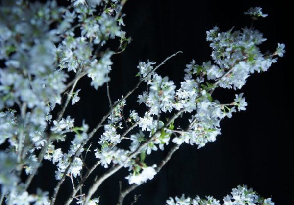 ピンクの光で照らすのはNG？「桜の花」がきれいに見える光を大公開！