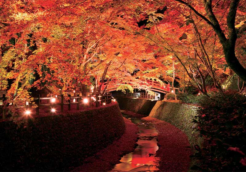北野天満宮史跡御土居のもみじ苑_もみじ苑の公開（10月下旬～12月上旬）
